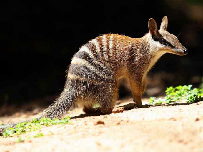 盘点十二大著名食蚁动物：袋食蚁兽