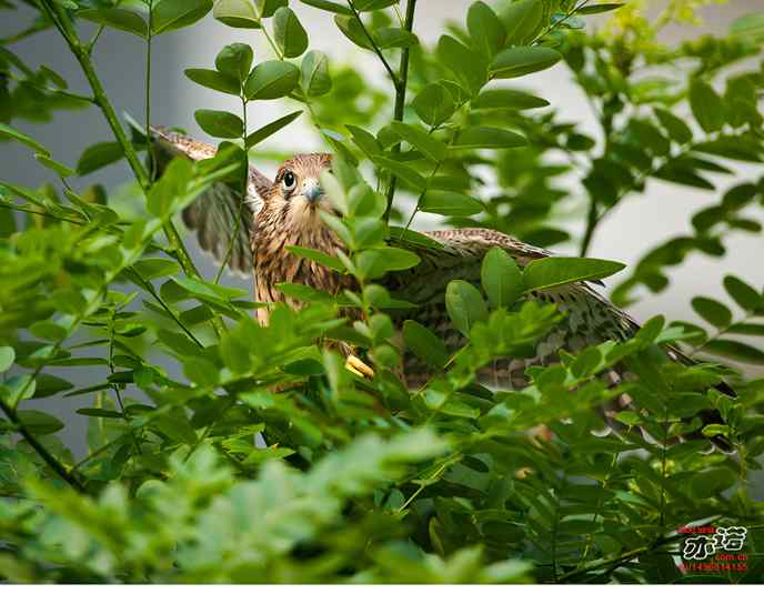 我要飞，我要飞！