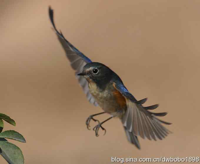 大卫携红胁GG飞版拜年