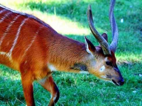 麒麟：传说的兽原型探秘（紫羚）