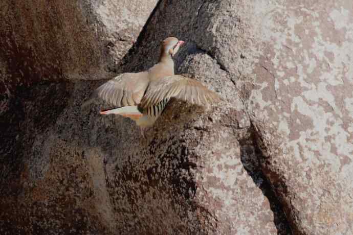 山岩上的石鸡★ 山岩上的石鸡★