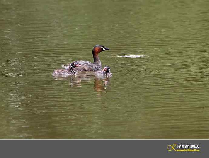 夏日•悠闲“小PT”