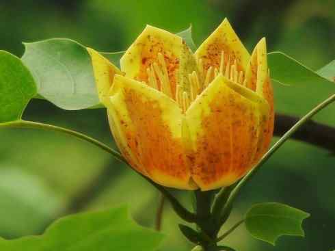 鱼类活化石：非洲肺鱼