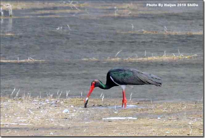  点击图片或使用键盘← →翻页