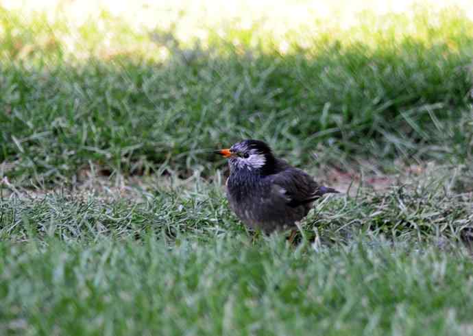 随走随拍（灰椋鸟）
