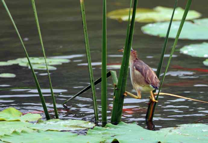捕鱼的黄苇鳽（记实）1
