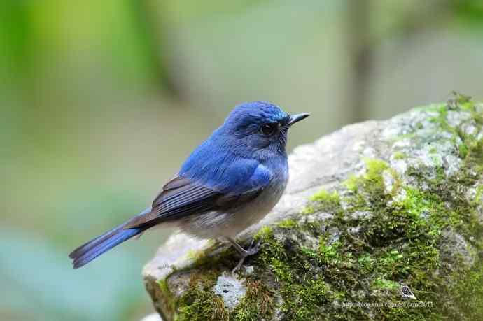 蓝精灵鈥斺敽Ｄ侠断甥l