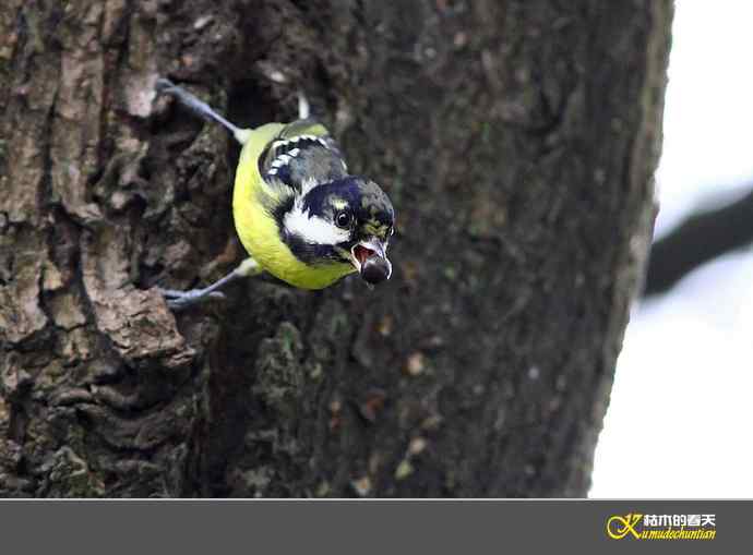 小鸟随拍【实拍】