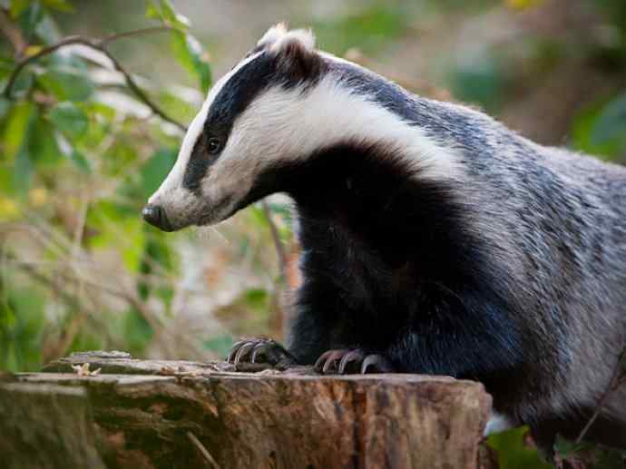 犬科：狐亚科之大耳狐