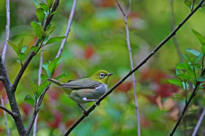 北京天坛公园的鸟类——红胁绣眼鸟（9）