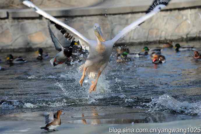 鹈鹕(大白)飞去 鹈鹕(大白)飞去