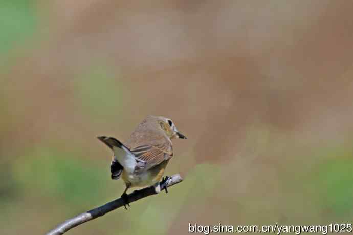 秋天的红喉姬鹟（7）