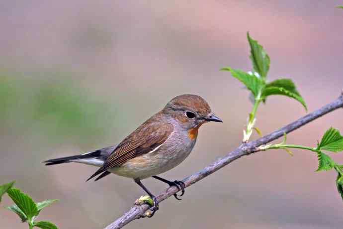 雄性红喉姬鹟(10) 雄性红喉姬鹟(10)
