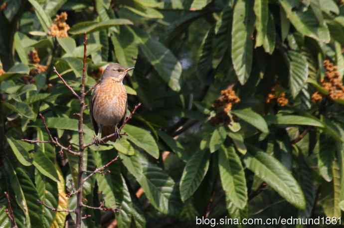 初哥守株待兔之收获