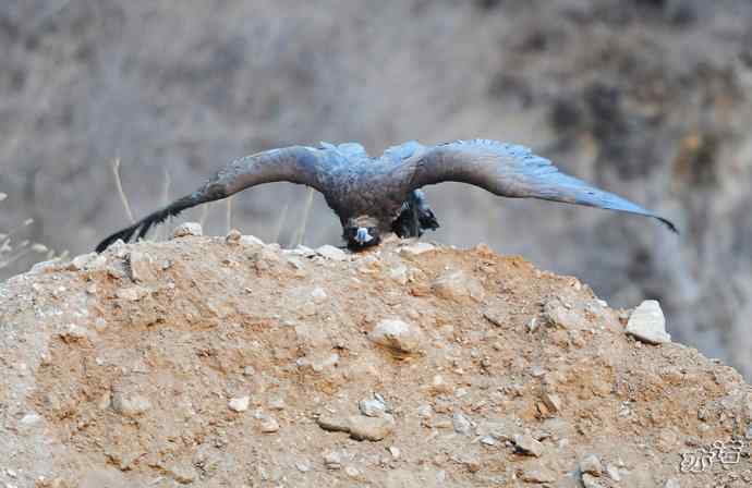 大鹏展翅（两组一气呵成连续拍摄的秃鹫起飞版）