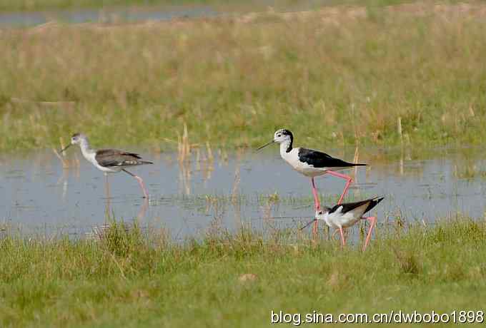 鸬鹚红腿儿和麦鸡鈥斺斈诿晒勰裥校ㄋ模