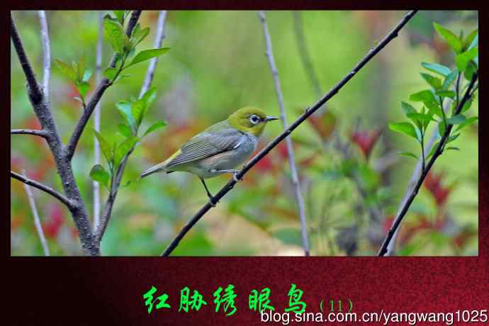 红胁绣眼鸟(11) 红胁绣眼鸟(11)