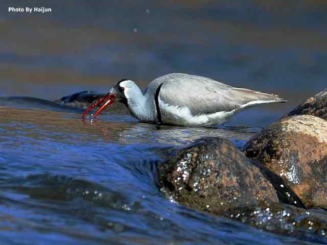 峡谷中观赏百态鹮嘴鹬