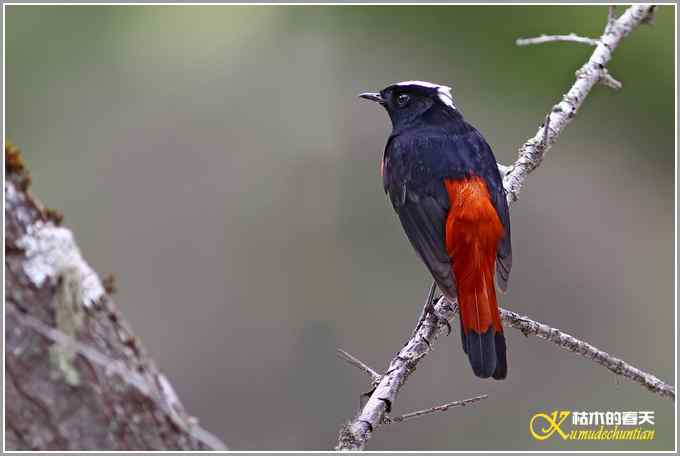 白顶溪鸲【照片】