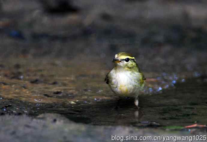 黄眉柳莺（12）