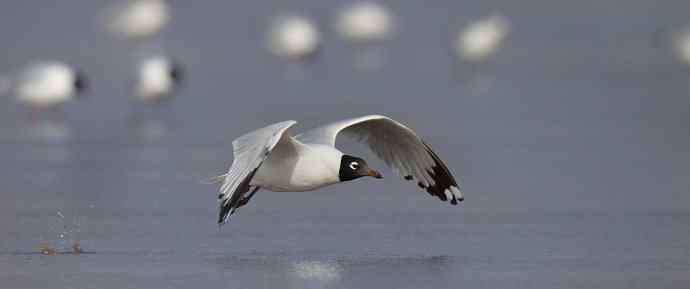 人类曾经遗失的鸥鸟---遗鸥