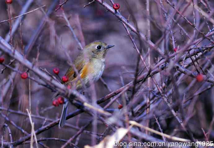 雌性红胁蓝尾鸲（37）