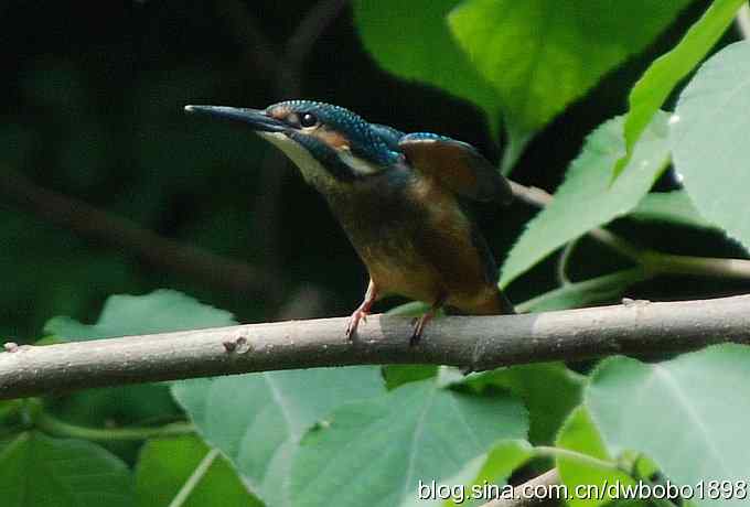 小小翠儿沐浴着父爱快乐成长--献给父亲节