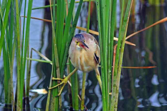 捕鱼的黄苇鳽（1）