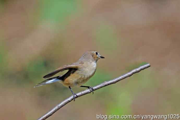 秋天的红喉姬鹟（11）