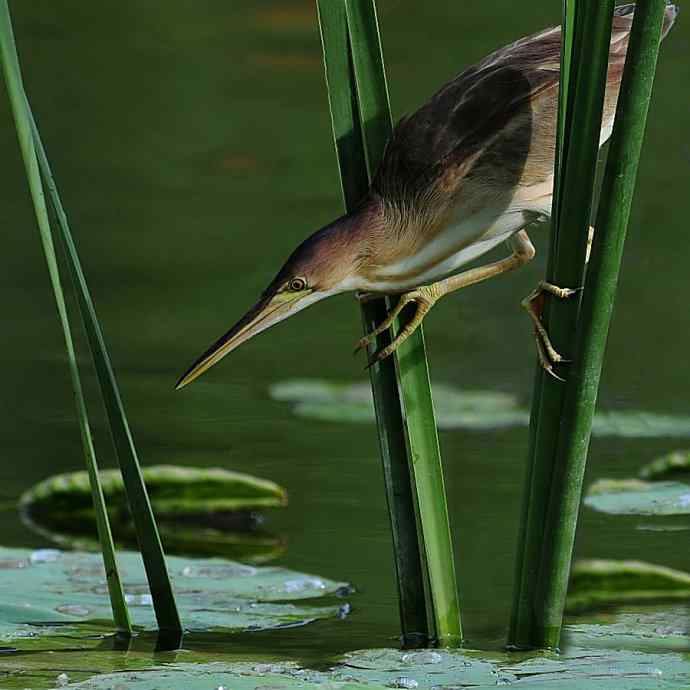 鱼宴（将府黄苇鳽）