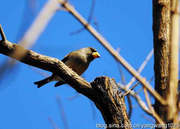 黑尾蜡嘴雀 wbr2