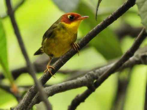 美丽无罪：雀鸟之地莺