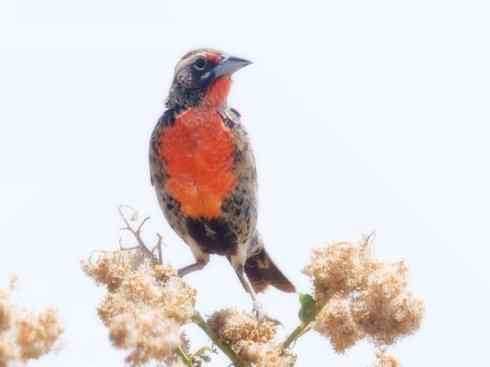 家禽驯化之源之三十二