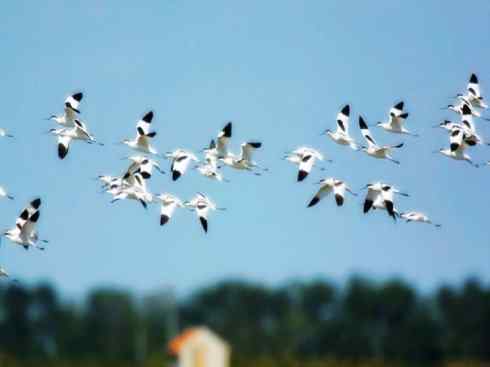 猎奇：奇特的鸟喙之五