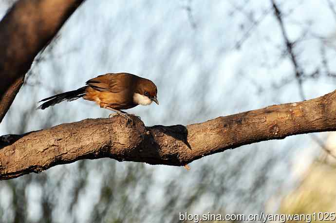 自然和谐的日坛公园（白喉噪鹛）