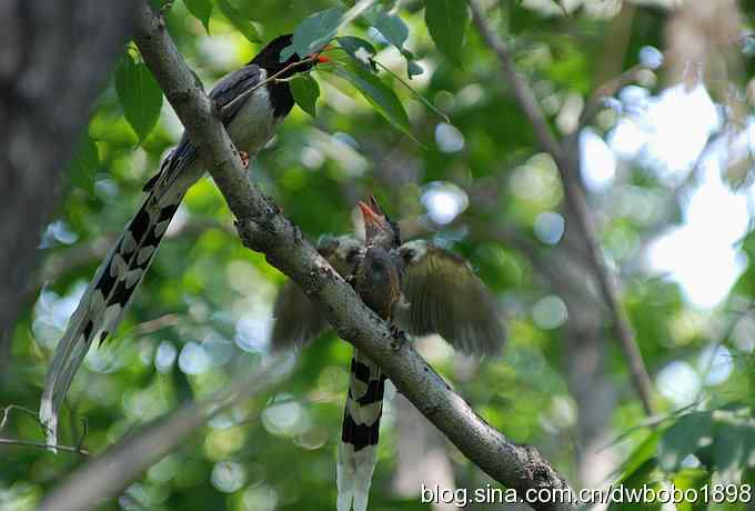 红嘴蓝鹊和它的宝宝