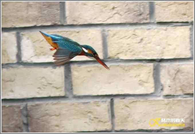 让鈥溞〈溻澐伞菊掌