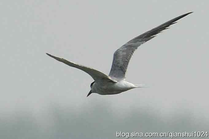 鸟儿快乐.人更快乐(沙河.奥体公园)