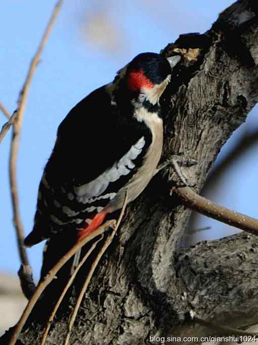 植物园里的大斑啄木鸟