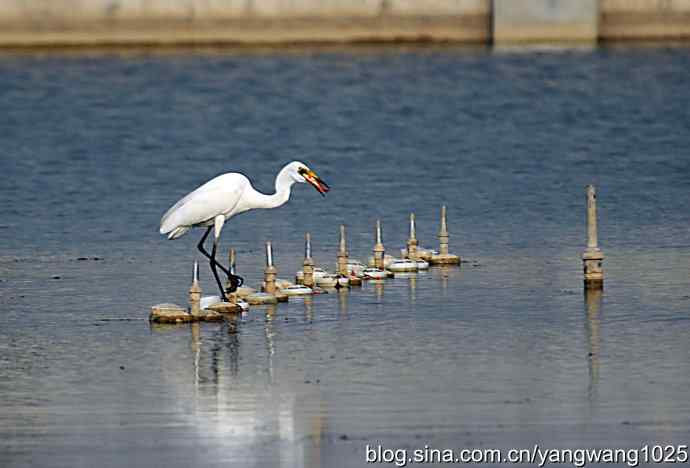 白鹭（捕鱼）
