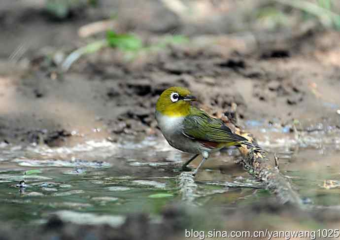 红胁绣眼、小鹀