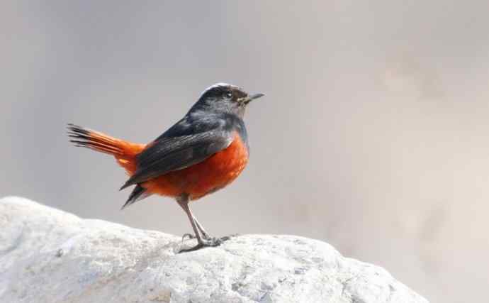 【野外拍摄】白顶溪鸲