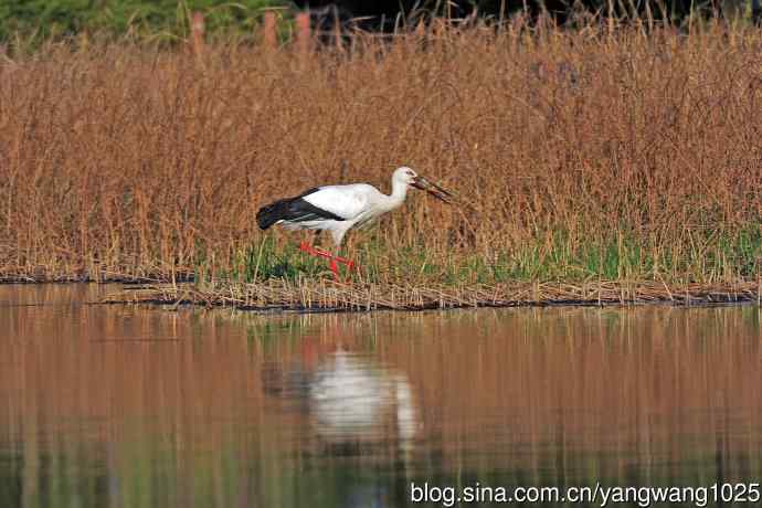 捕鱼进餐的东方白鹳