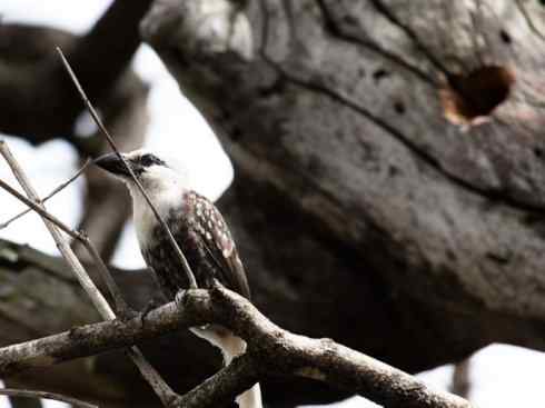 白头鸟系列：另类的美丽4