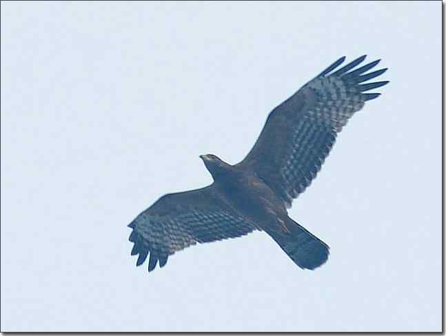 望京楼主峰雾蒙蒙续拍猛禽