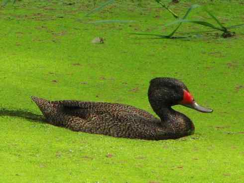 奇特的盔：瘤鸭