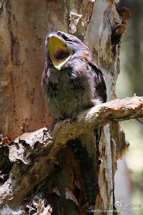 澳大利亚悉尼的茶色蟆口鸱