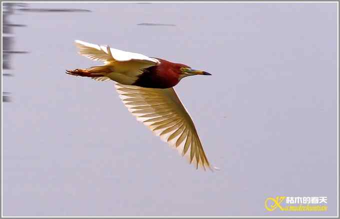 鹭&bull;鹭&bull;鹭&bull;&bull;&bull;&bull;&bull;&bull;&bull;【照片】