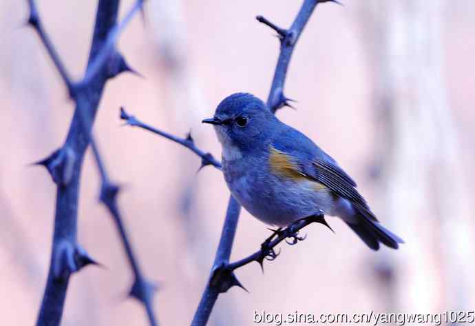 雄性红胁蓝尾鸲（3）