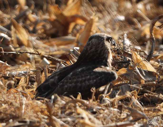 白河峡谷 wbr路 wbr大鵟吞鼠 白河峡谷 wbr路 wbr大鵟吞鼠